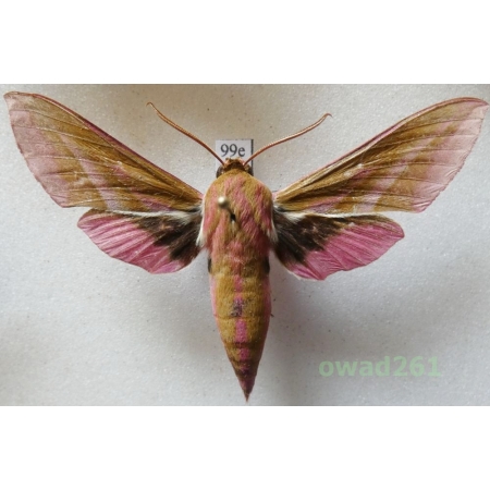 Deilephila elpenor (Linnaeus, 1758) Poland99e